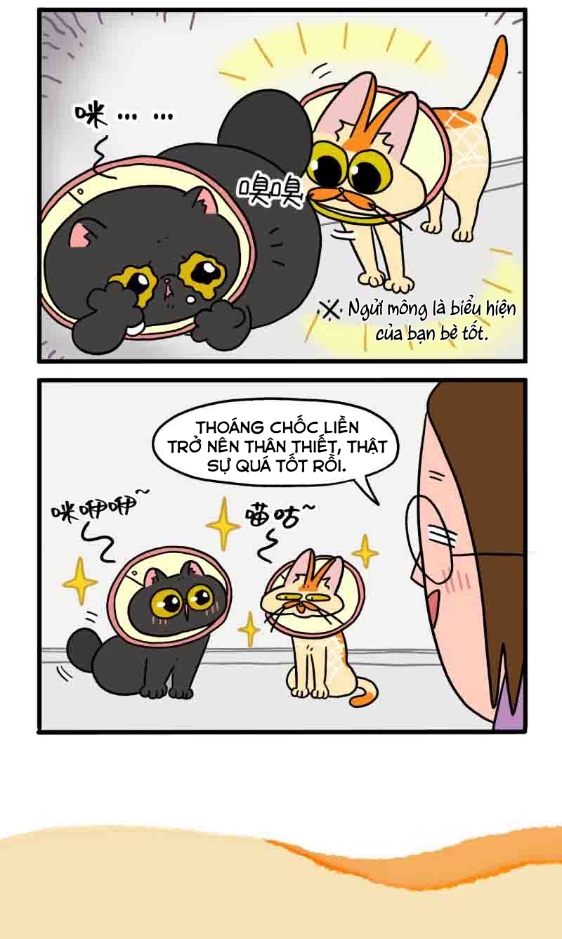 A Mãn Và Mạch Trà: Chapter 22