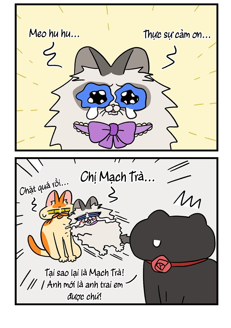A Mãn Và Mạch Trà: Chapter 49.1
