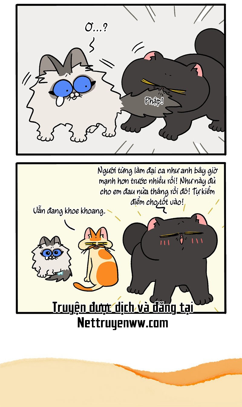 A Mãn Và Mạch Trà: Chapter 49