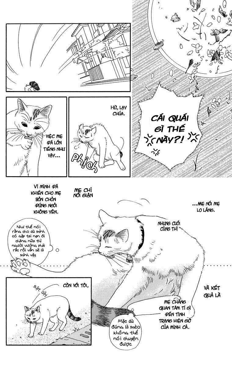 Cuộc sống thường nhật của mèo Zaccho: Chapter 1