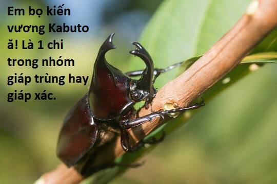Ngay Cả Khi Hậu Tận Thế, Thật Hạnh Phúc Vẫn Còn Được Sống...: Chapter 41.2